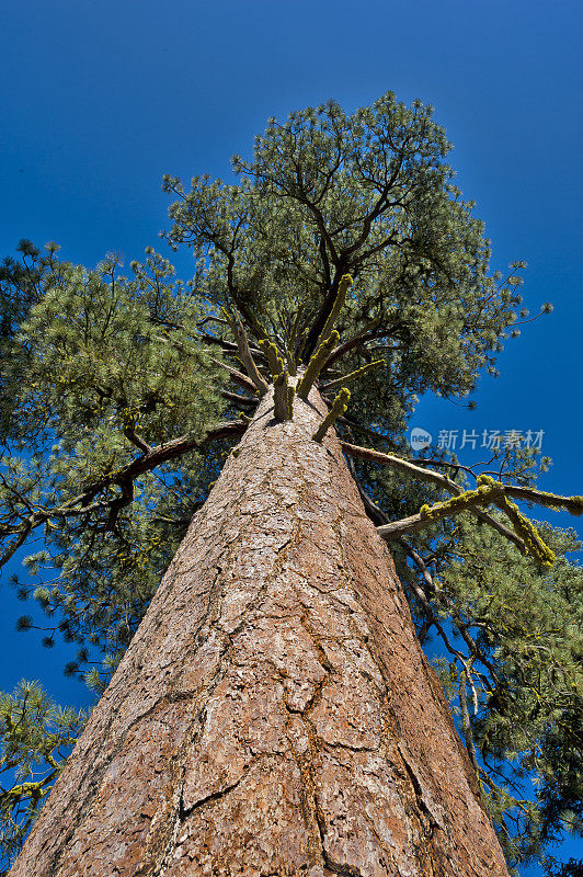 黄松(Pinus ponderosa)，通常被称为黄松(ponderosa Pine)、公牛松(Bull Pine)、黑杰克松(Blackjack Pine)或西部黄松(Western Yellow Pine)，是原产于北美西部的一种分布广泛且多变的松树。黄松是蒙大拿州的官方州树。约塞米蒂娜